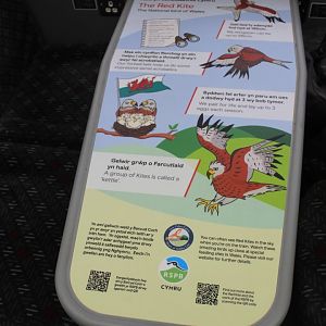 red kite information