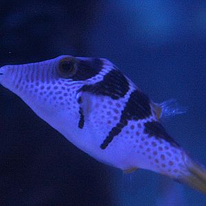 Valentin's sharpnose puffer (Canthigaster valentini)