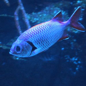 Blotcheye  soldierfish (Myripristis berndti)