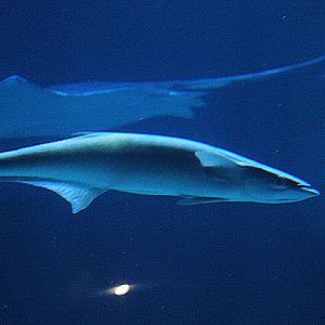 Common remora (Remora remora)