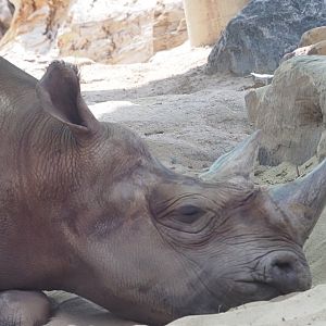 Eastern Black Rhinoceros