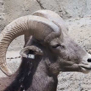Rocky Mountain Bighorn Sheep Ram 3