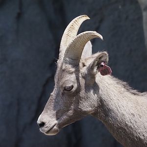 Rocky Mountain Bighorn Sheep Ewe