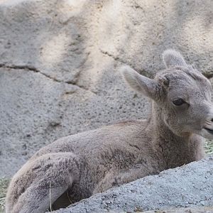 Rocky Mountain Bighorn Sheep Lamb 1