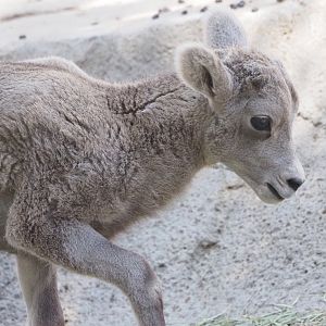 Rocky Mountain Bighorn Sheep Lamb 2