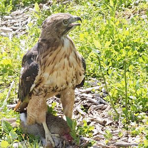 Red-Tailed Hawk on Desert Cottontail Kill (Both Wild) 1