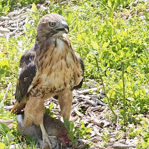 Red-Tailed Hawk on Desert Cottontail Kill (Both Wild) 2