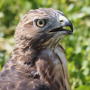 Red-Tailed Hawk (Wild)