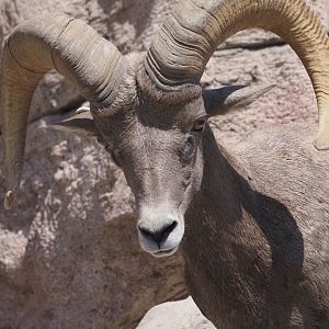 Desert Bighorn Sheep 2