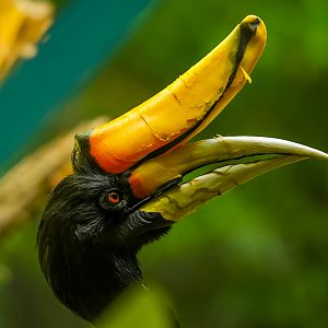 Rhinoceros Hornbill