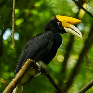 Rhinoceros Hornbill