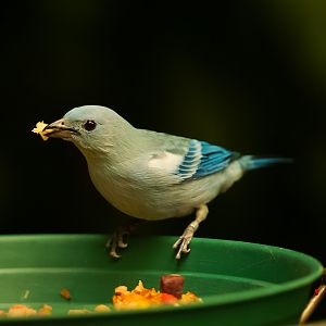 Blue-gray Tanager