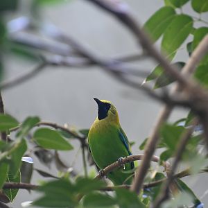 Blue-winged leafbird (Chloropsis moluccensis)