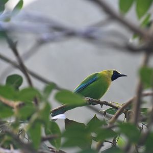 Blue-winged leafbird (Chloropsis moluccensis)