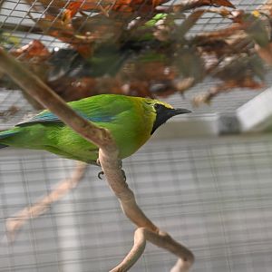 Blue-winged leafbird (Chloropsis moluccensis)
