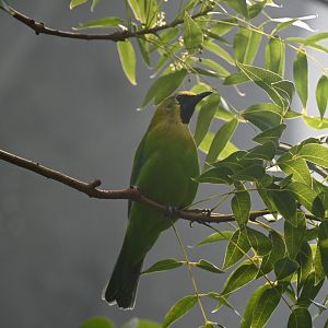 Blue-winged leafbird (Chloropsis moluccensis)