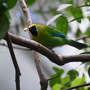 Blue-winged leafbird (Chloropsis moluccensis)