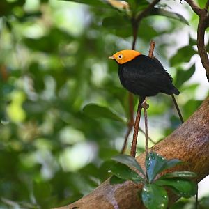 Golden-headed manakin (Ceratopipra erythrocephala)