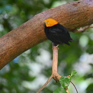 Golden-headed manakin (Ceratopipra erythrocephala)
