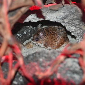 Southern grasshopper mouse (Onychomys torridus)