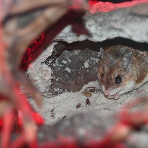 Southern grasshopper mouse (Onychomys torridus)