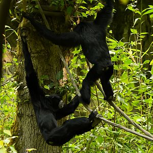Siamangs