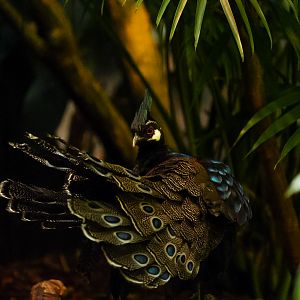 Palawan Peacock-Pheasant (male)