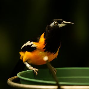 Venezuelan Troupial