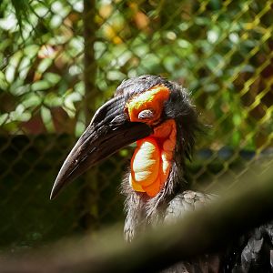 Southern Ground Hornbills