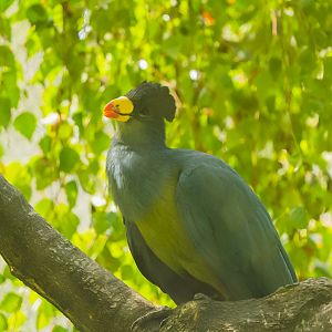 Great Blue Turaco