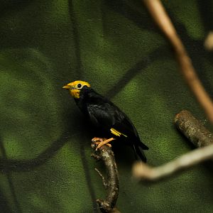 Golden Crested Myna