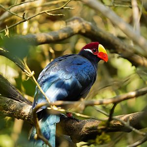 Violet Turaco