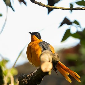 Snowy-Crowned Robin-chat