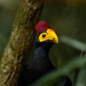Lady Ross' Turaco