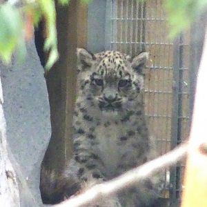 Snow Leopard cub Bheri 24 August 2025