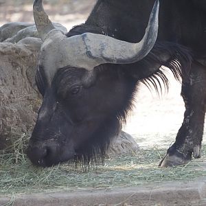 Cape Buffalo 1