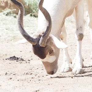 Addax