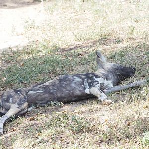 African Wild Dog