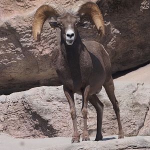 Desert Bighorn Sheep 3