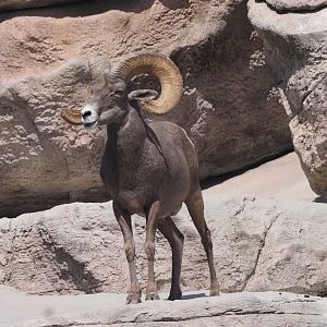 Desert Bighorn Sheep 4
