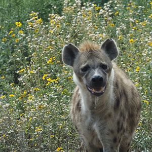 Spotted Hyena 1