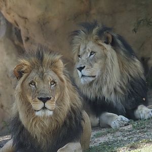 African Lions