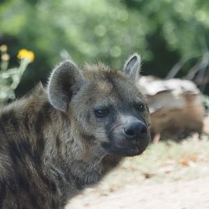 Spotted Hyena 2