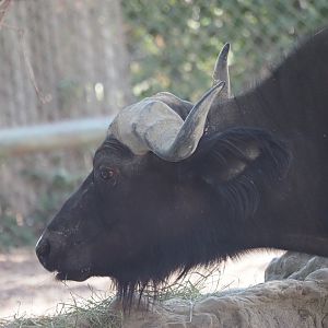 Cape Buffalo 2