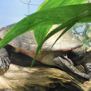 Red-Bellied Short-Necked Turtle (Emydura subglobosa) Kawasui Kawasaki Aquarium August 15, 2025