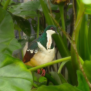Negros Bleeding-Heart Dove (Gallicolumba keayi)