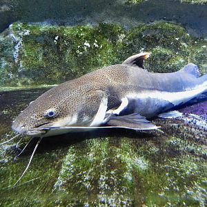 Redtail Catfish (Phractocephalus hemioliopterus) Kawasui Kawasaki Aquarium August 15, 2025