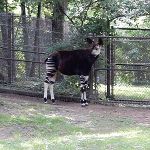 8/16/2025 - The Forest Giraffe