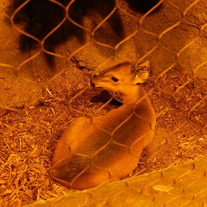 8/16/2025 - Red-Flanked Duiker