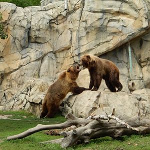 8/16/2025 - Sibling Rivalry